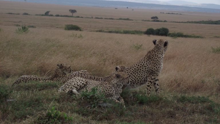 Masai Mara Lago Nakuru Amboseli Tsavo est e ovest 7 Giorni 6 Notti
