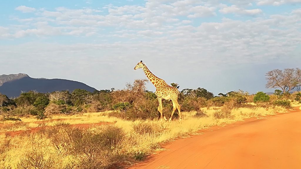 Safari Tsavo Est