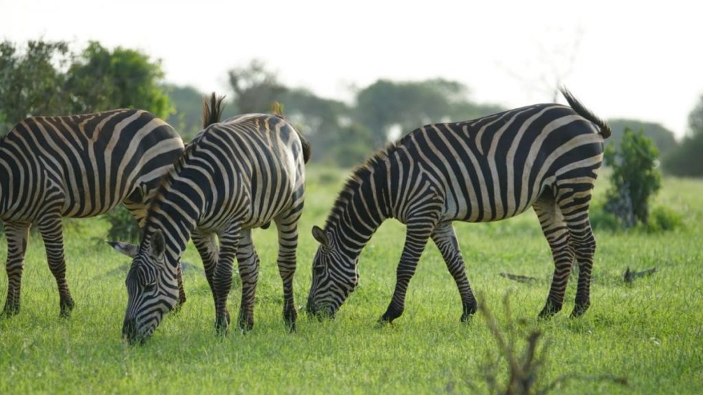 In Kenya Con Maestro Geppeto Safari Zebra
